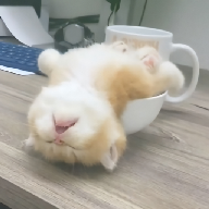 WWW,av966·COM网站APPAPP应用